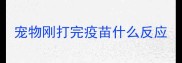 宠物刚打完疫苗什么反应