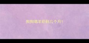 狗狗喝羊奶到几个月
