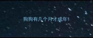 狗狗有几个月才成年