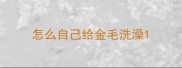 怎么自己给金毛洗澡