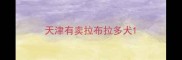 天津有卖拉布拉多犬