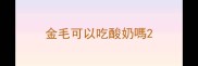 金毛可以吃酸奶嗎