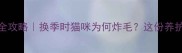 猫咪狂躁季全攻略换季时猫咪为何炸毛这份养护指南请收好