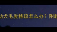 2个月大松狮幼犬毛发稀疏怎么办附超全护理指南