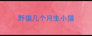 野猫几个月生小猫