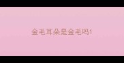金毛耳朵是金毛吗