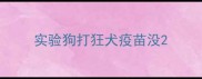 实验狗打狂犬疫苗没