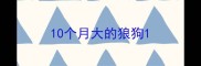 10个月大的狼狗