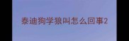 泰迪狗学狼叫怎么回事