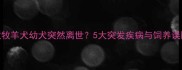 边境牧羊犬幼犬突然离世5大突发疾病与饲养误区全