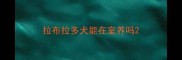 拉布拉多犬能在室养吗