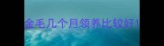 金毛几个月领养比较好