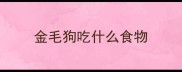 金毛狗吃什么食物