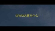 边牧幼犬喜欢什么