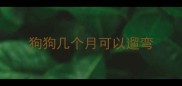 狗狗几个月可以遛弯
