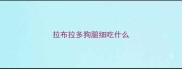 拉布拉多狗腿细吃什么
