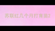 苏联红几个月打育苗