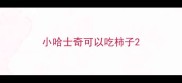 小哈士奇可以吃柿子