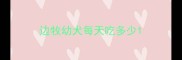 边牧幼犬每天吃多少
