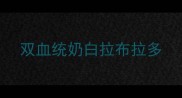 双血统奶白拉布拉多