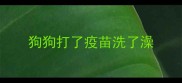 狗狗打了疫苗洗了澡