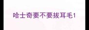 哈士奇要不要拔耳毛