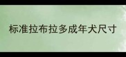 标准拉布拉多成年犬尺寸