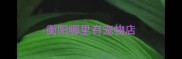 衡阳哪里有宠物店