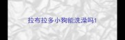 拉布拉多小狗能洗澡吗