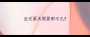 金毛夏天需要剪毛么