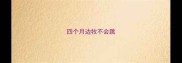 四个月边牧不会跳