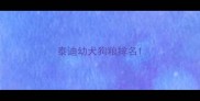 泰迪幼犬狗粮排名