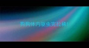 狗狗体内驱虫完拉稀