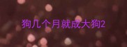 狗几个月就成大狗