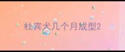 杜宾犬几个月成型