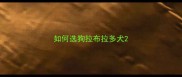 如何选狗拉布拉多犬