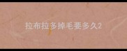 拉布拉多掉毛要多久