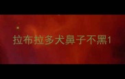 拉布拉多犬鼻子不黑
