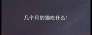 几个月的猫吃什么
