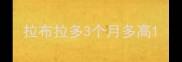 拉布拉多3个月多高