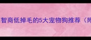 新手必看高智商低掉毛的5大宠物狗推荐附养护指南