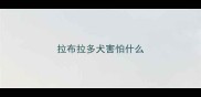 拉布拉多犬害怕什么