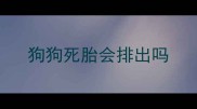 狗狗死胎会排出吗