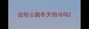 边牧小狗冬天怕冷吗