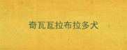 奇瓦瓦拉布拉多犬