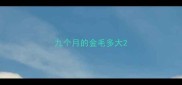 九个月的金毛多大