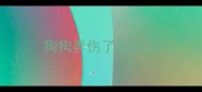 狗狗弄伤了怎么办