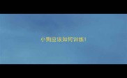 小狗应该如何训练