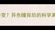 猫咪眼睛颜色会变异色瞳背后的科学真相附养护指南