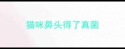 猫咪鼻头得了真菌